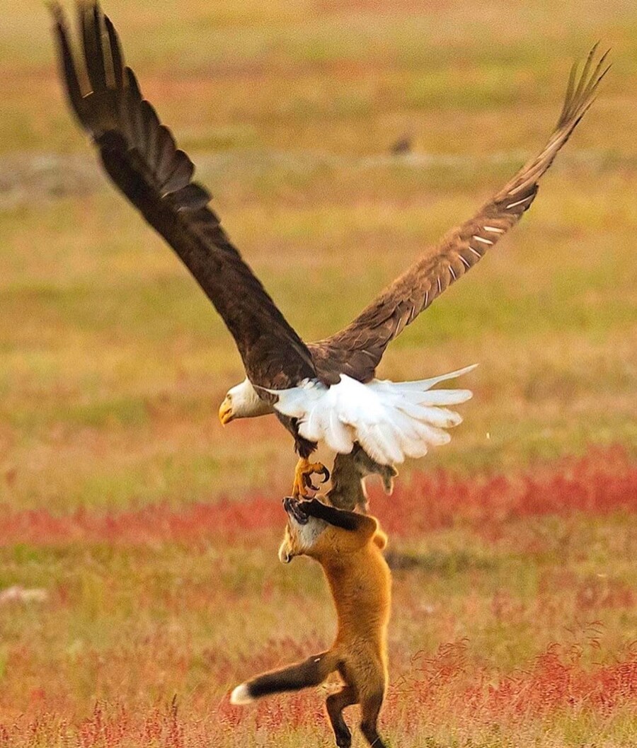 여우가 사냥한 토끼 뺏어가는 독수리_6.png