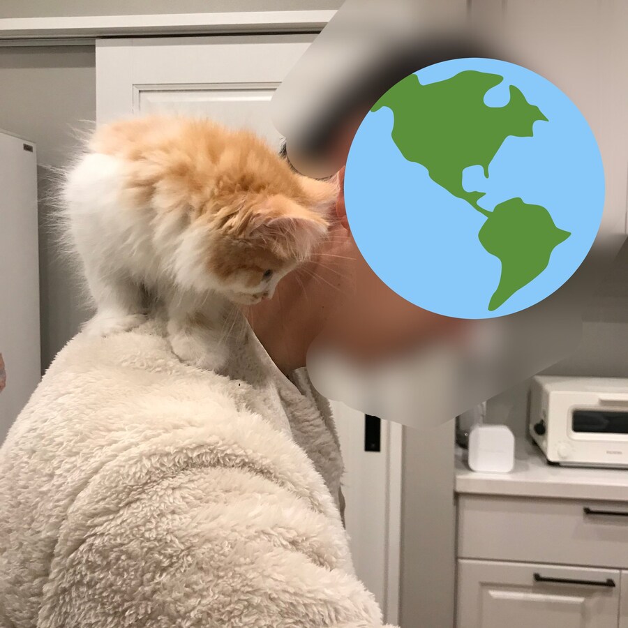 고양이 1년 후, 급속 성장_1.jpg
