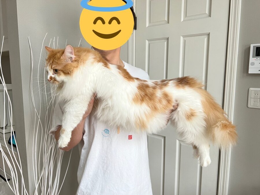 고양이 1년 후, 급속 성장_3.jpg