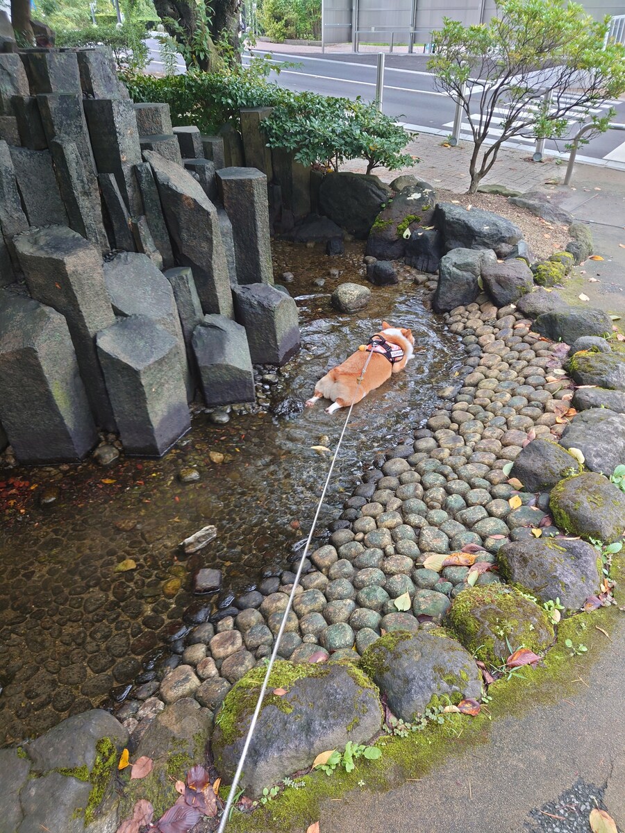 더운날 산책한 멍멍이는 그만.jpg_1.jpg