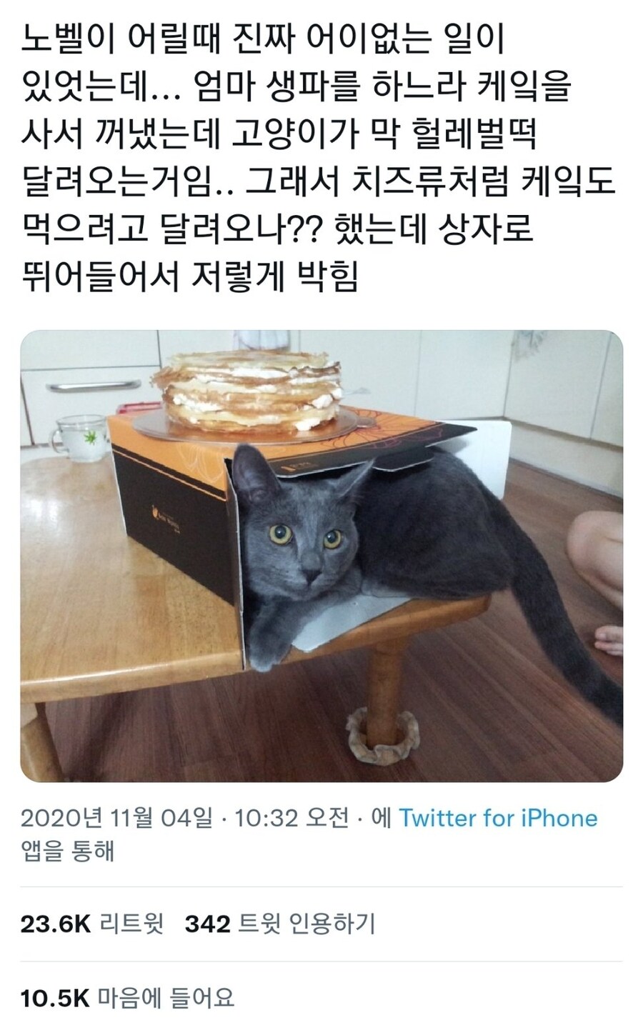 케이크에 달려든 고양이.jpg_1.jpg