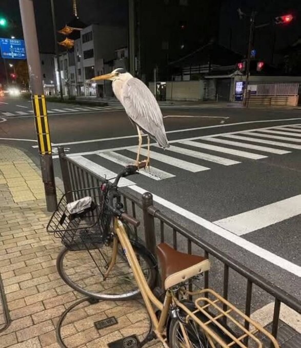 그대들은 어떻게 자전거를 탈것인가.jpg_1.jpg