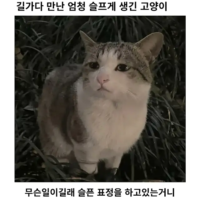 길거리에 사는 슬픈 고양이 ㅠ_1.webp