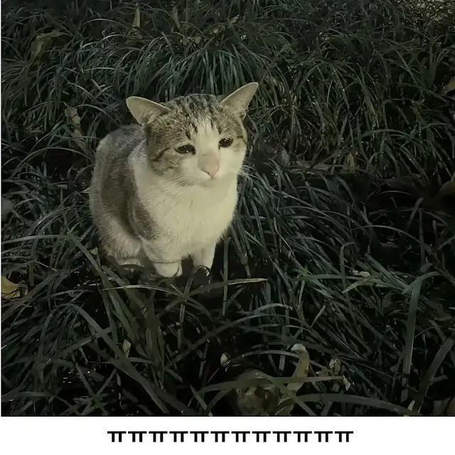길거리에 사는 슬픈 고양이 ㅠ_2.webp