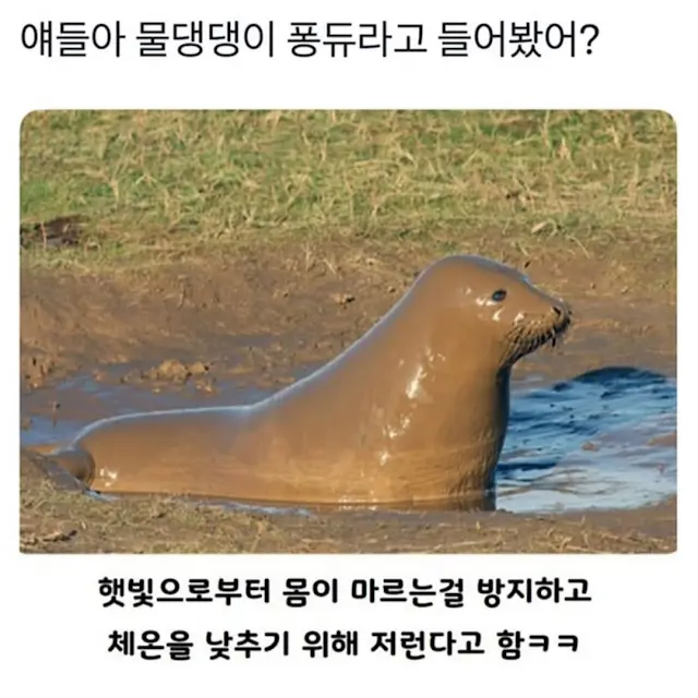 일반인은 흔히 보기 힘든 야생동물._1.webp