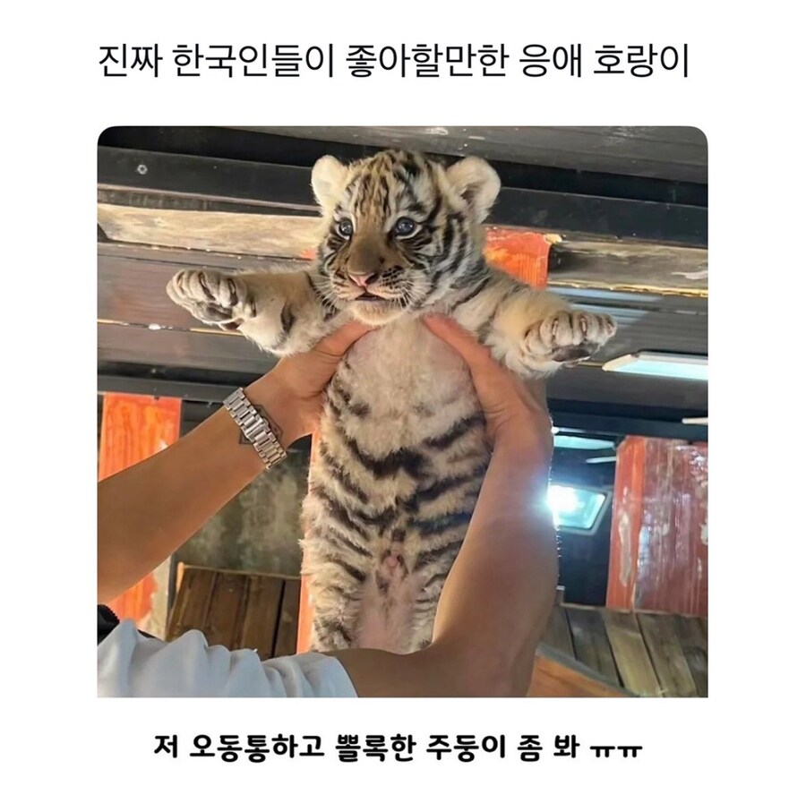 한국인이 좋아하는 호랑이_1.jpg