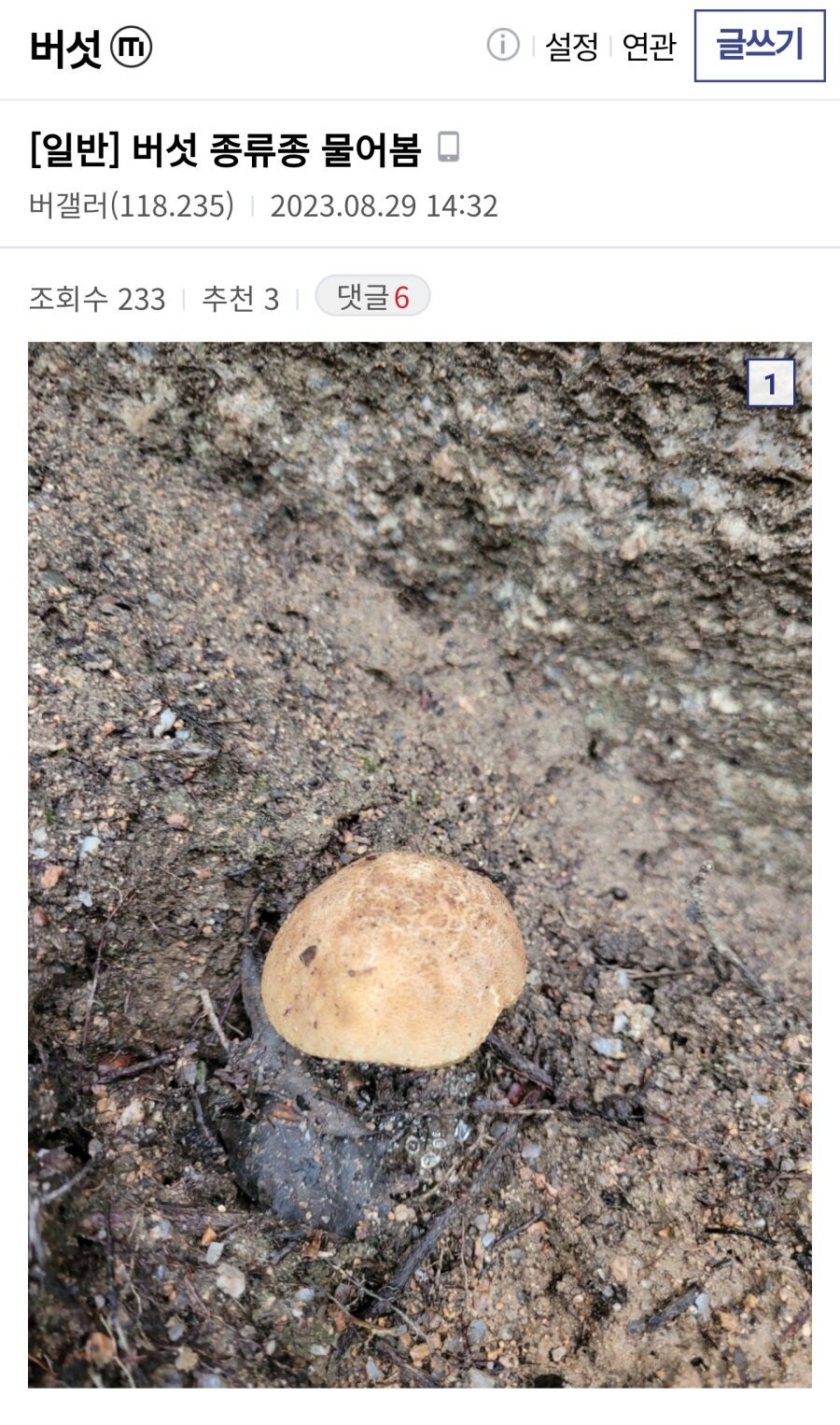 버섯갤러리에 라면에 넣어먹을 버섯물어보는_1.jpg