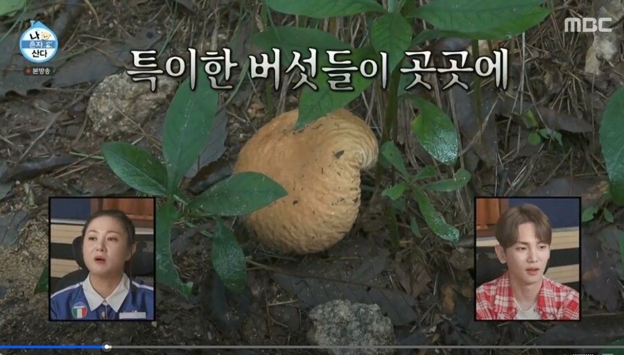 버섯갤러리에 라면에 넣어먹을 버섯물어보는_5.jpg