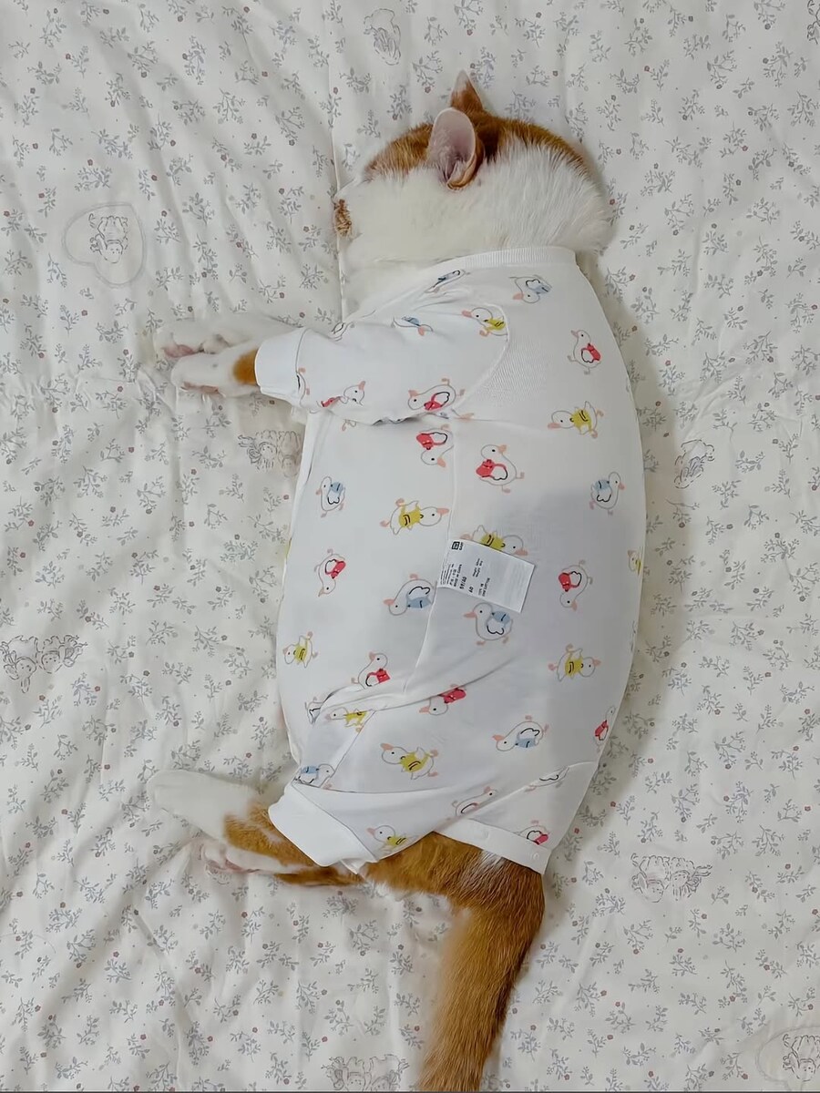 옷입고 자는 고양이..._1.jpg