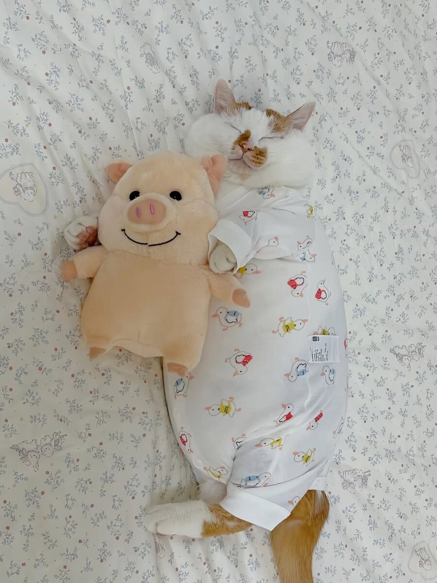 옷입고 자는 고양이..._2.jpg