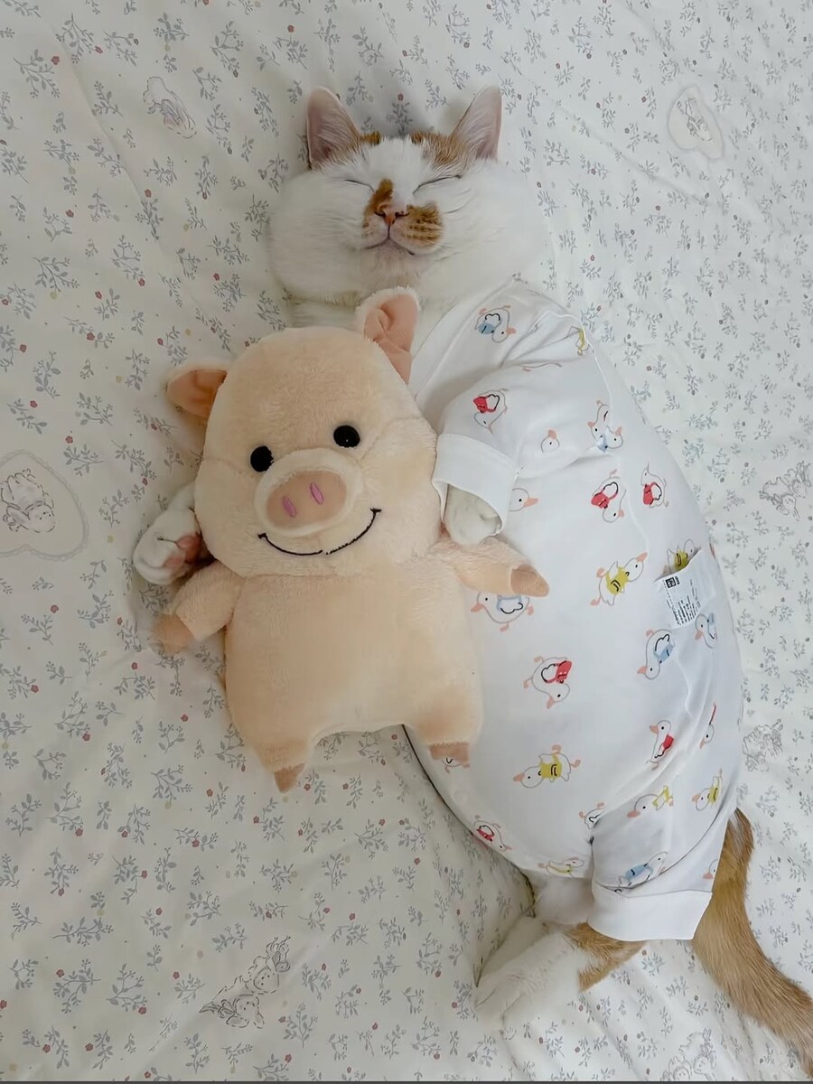 옷입고 자는 고양이..._3.jpg