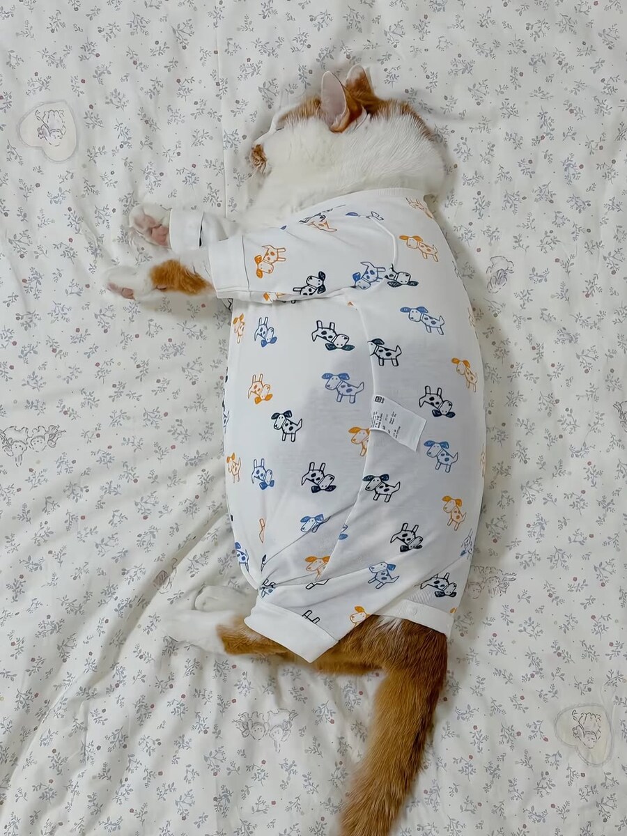 옷입고 자는 고양이..._4.jpg