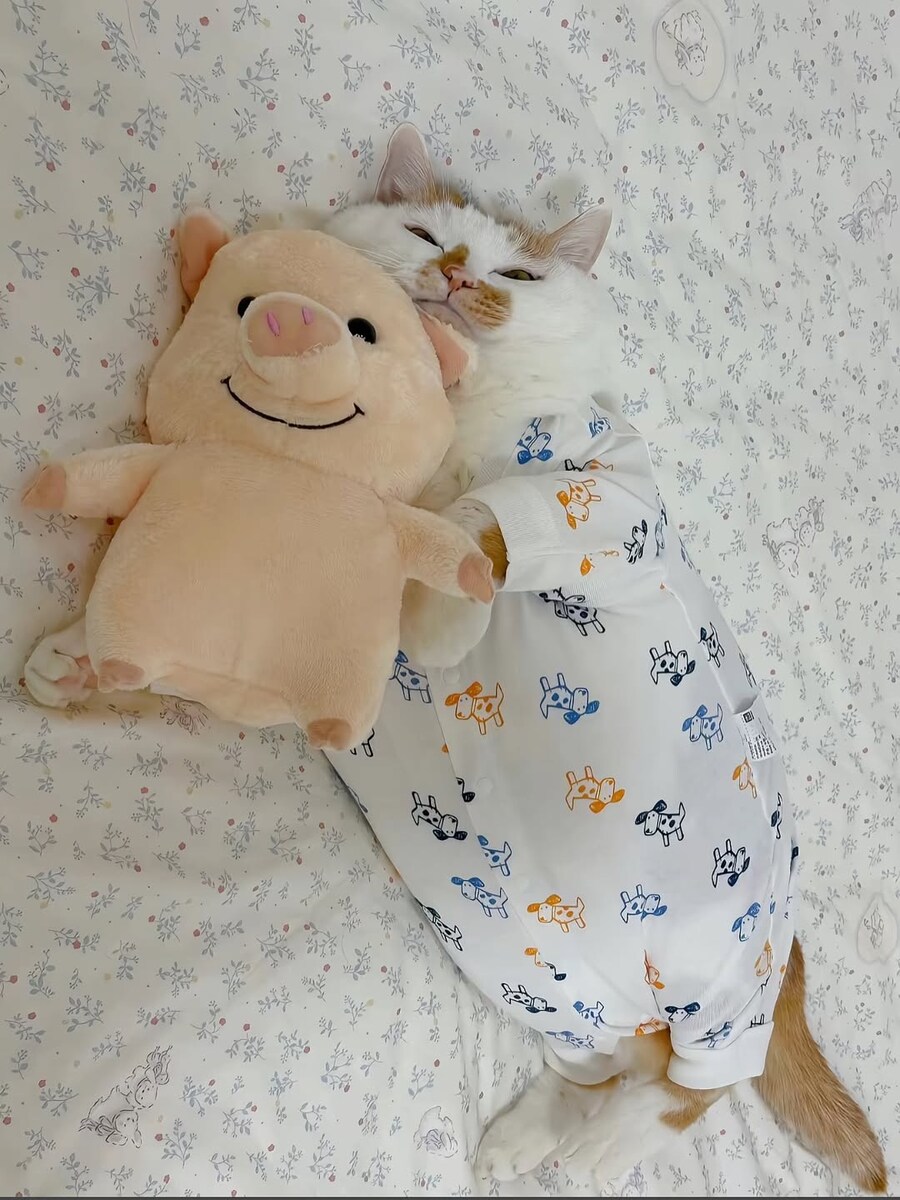 옷입고 자는 고양이..._6.jpg
