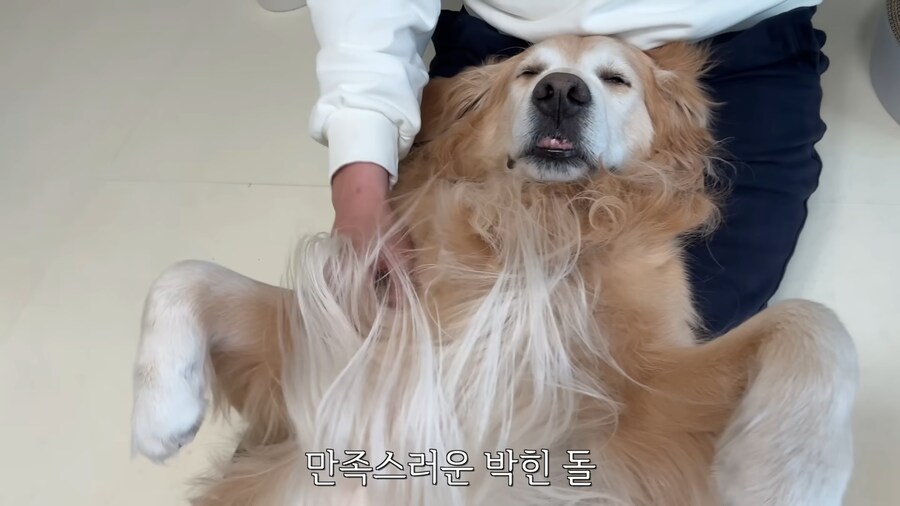 극락을 즐기는 중인 골댕이의 표정_6.jpg