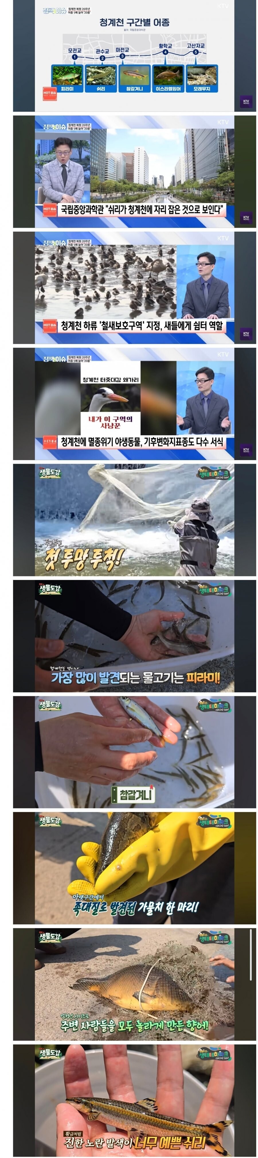 서울 청계천에서 쉬리 발견.jpg_3.jpg