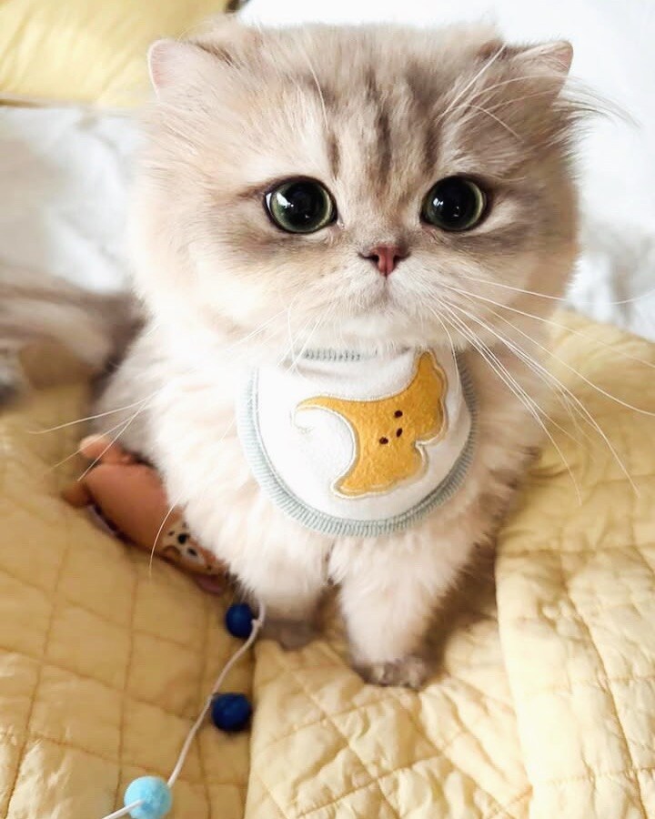 귀요미 냐옹이..._2.jpg