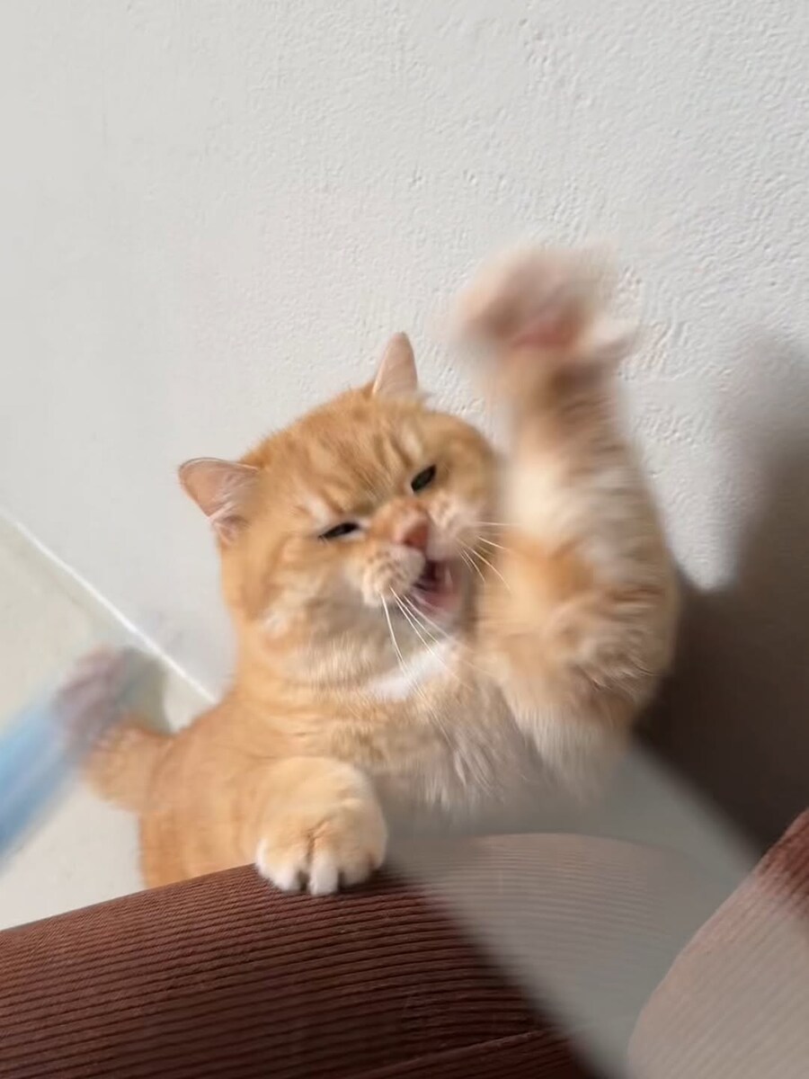 고양이..._1.jpg