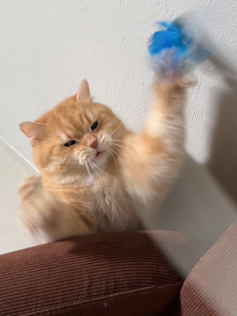 고양이..._2.jpg