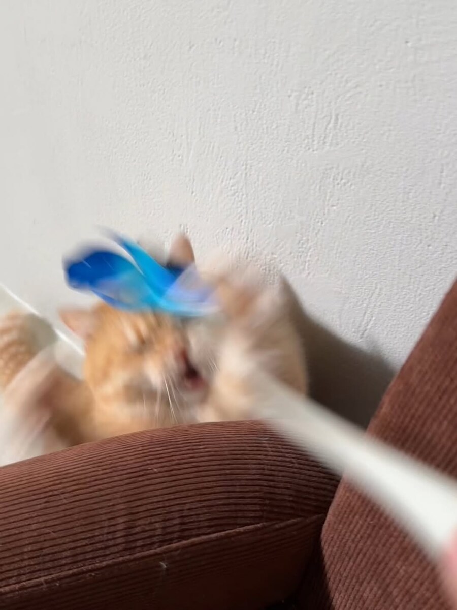 고양이..._3.jpg