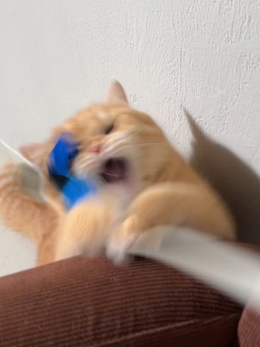 고양이..._4.jpg