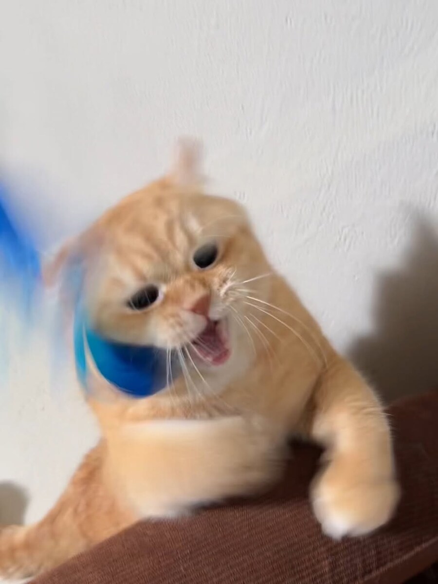 고양이..._5.jpg
