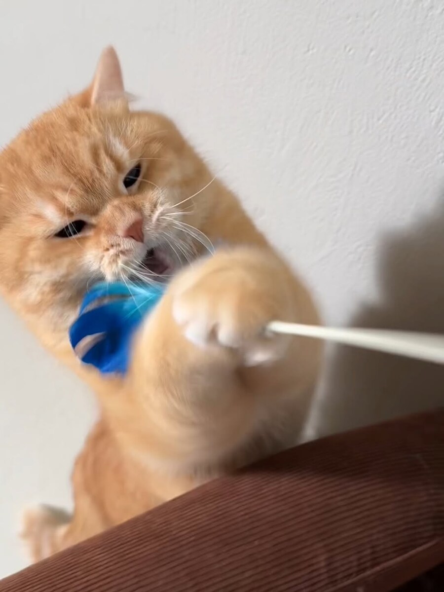 고양이..._7.jpg
