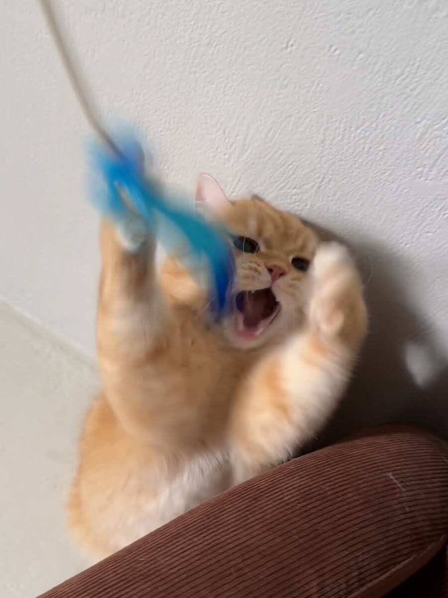 고양이..._9.jpg