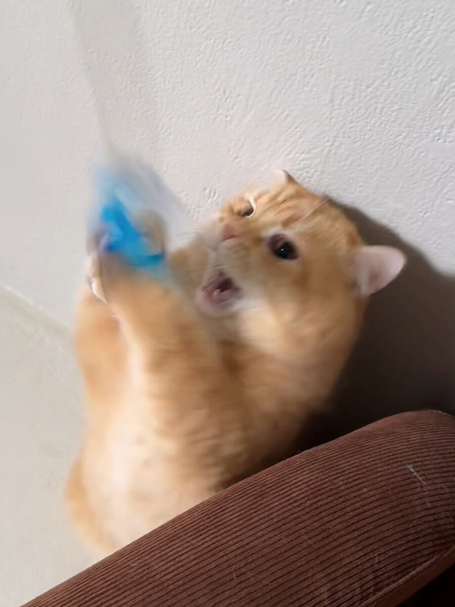 고양이..._10.jpg