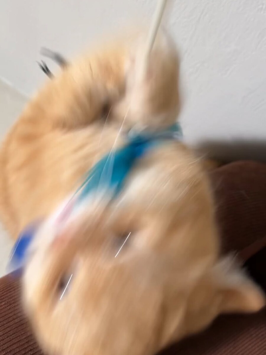 고양이..._11.jpg