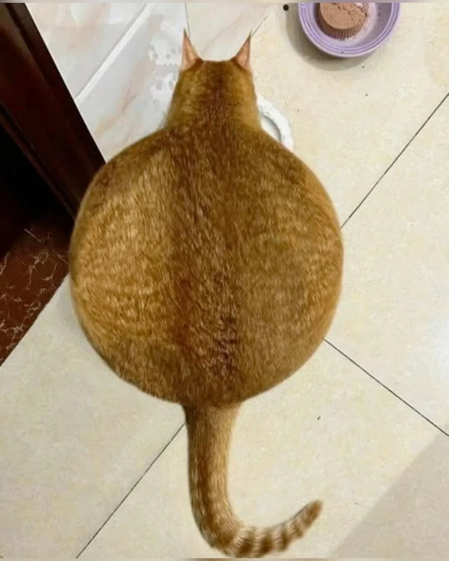 고양이는 둥글다_1.webp