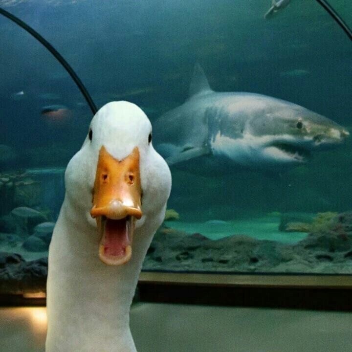 우현 500미터 적 잠수함발견!_1.jpg