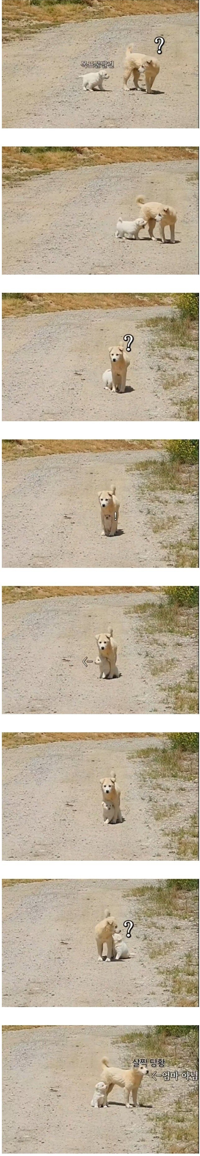 강아지와 지나가던 개.jpeg_1.jpg