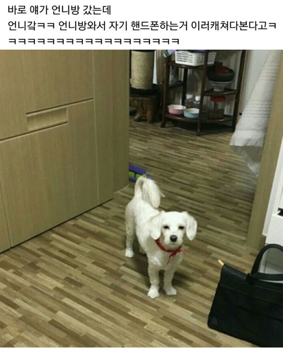 우리집 댕댕이 개 아니야.jpg_2.jpg