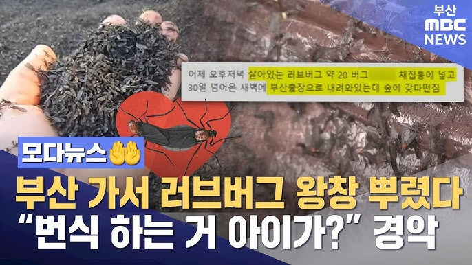 부산 출장가서 살아있는 러브버그 왕창 뿌려버린 21세기 문익점ㄷㄷㄷ_1.jpg