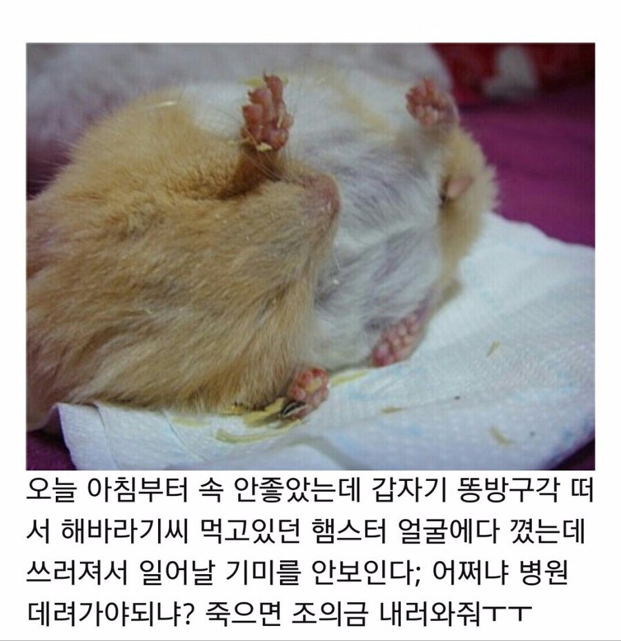 햄스터 키울때 하면 안되는거_2.jpg