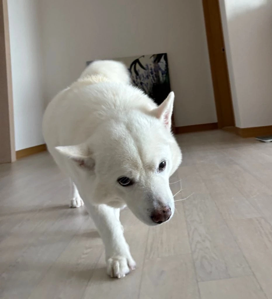 머리를 쓰다듬어 주길 기대하며 다가오는 멍뭉이.jpg_2.webp