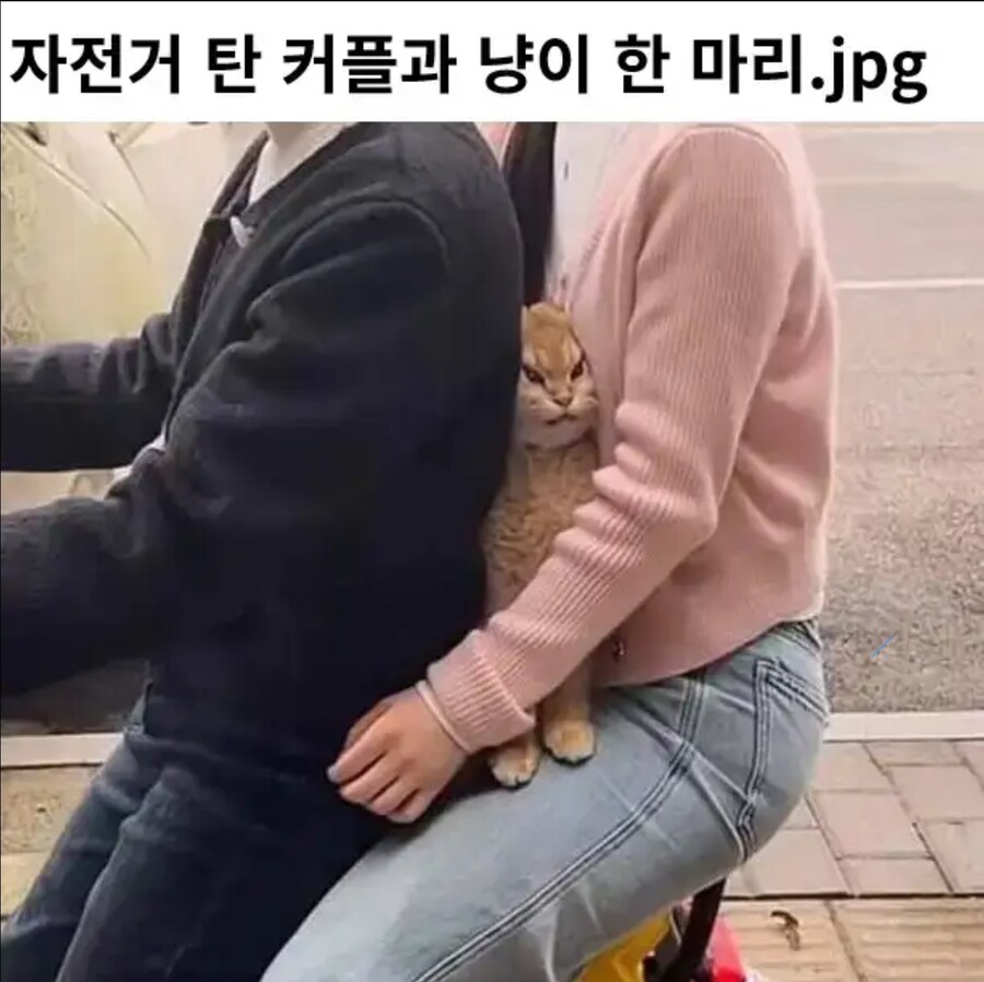 자전커 탄 커플과 고양이.jpg_1.jpg