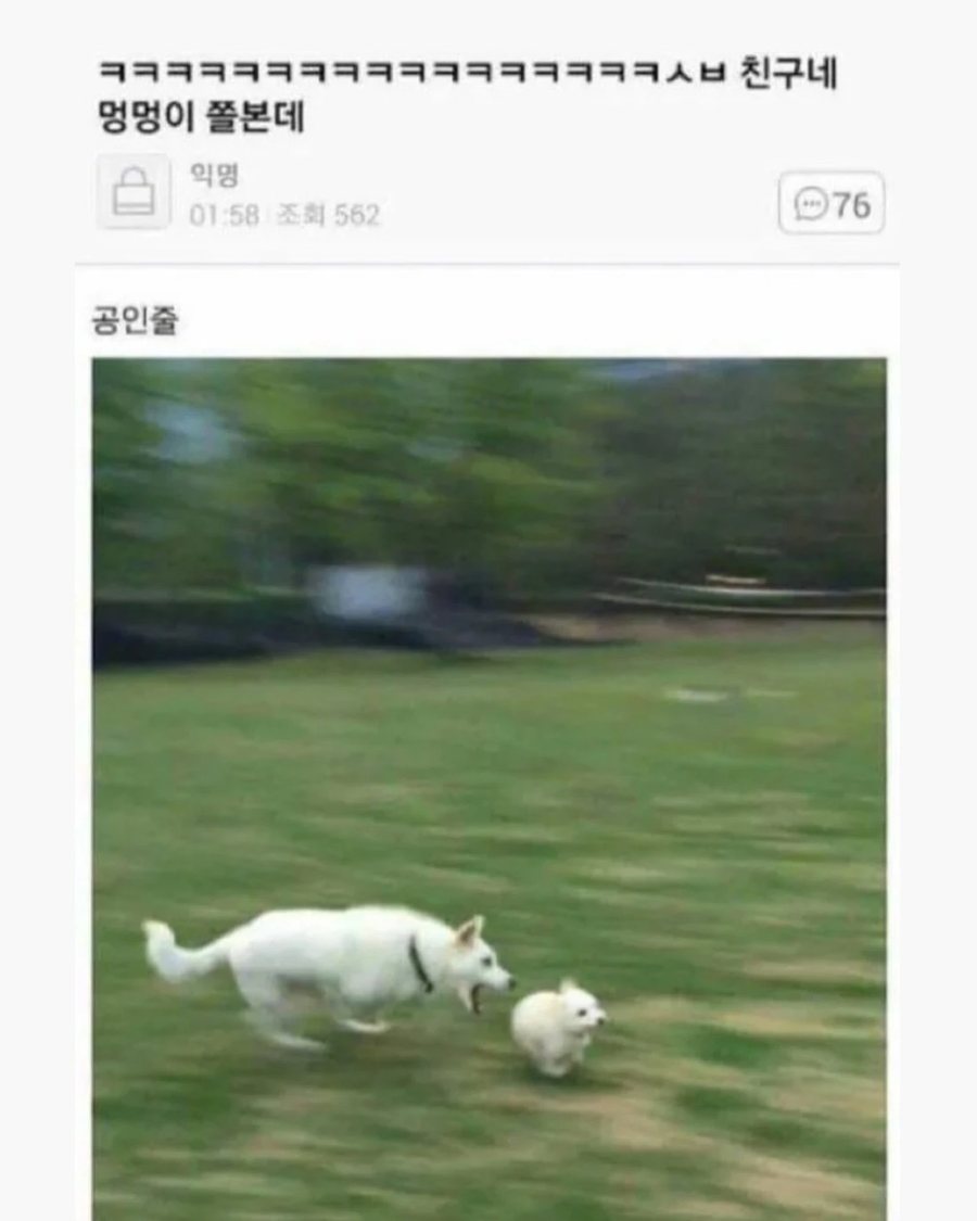 친구네 멍멍이 쫄본데._1.webp