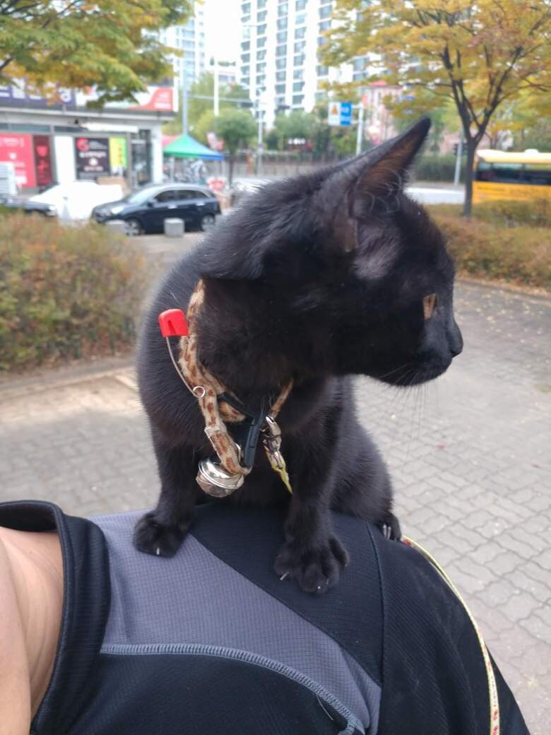 우리집 검은 똥괭이 9_1.jpg