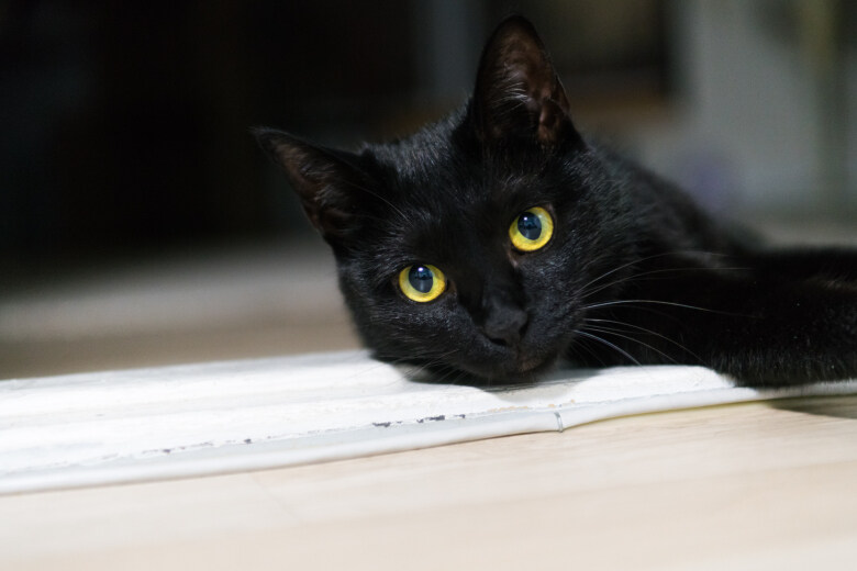 우리집 검은 똥괭이 9_3.jpg