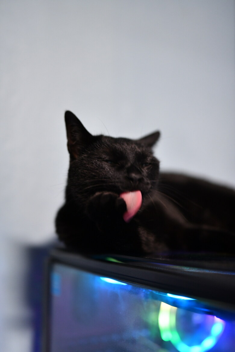 우리집 검은 똥괭이 9_5.jpg