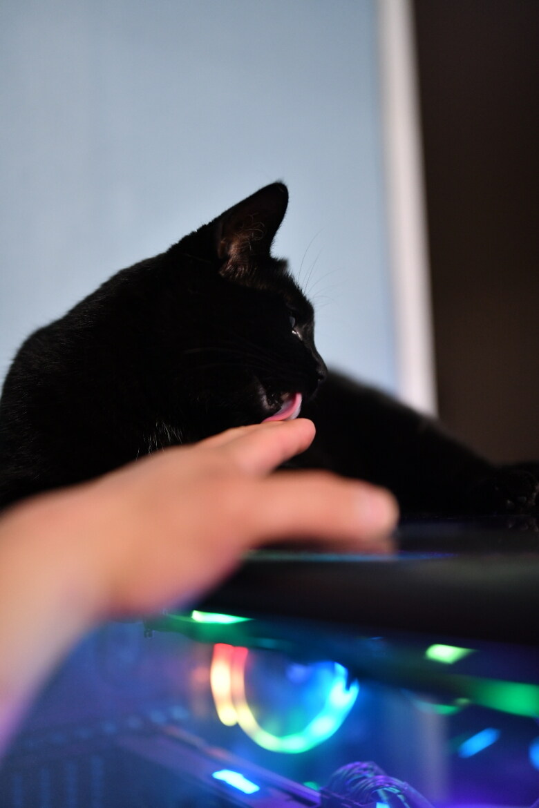 우리집 검은 똥괭이 9_6.jpg