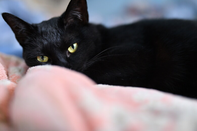 우리집 검은 똥괭이 9_8.jpg