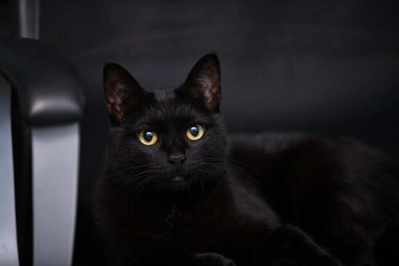 우리집 검은 똥괭이 9_10.jpg