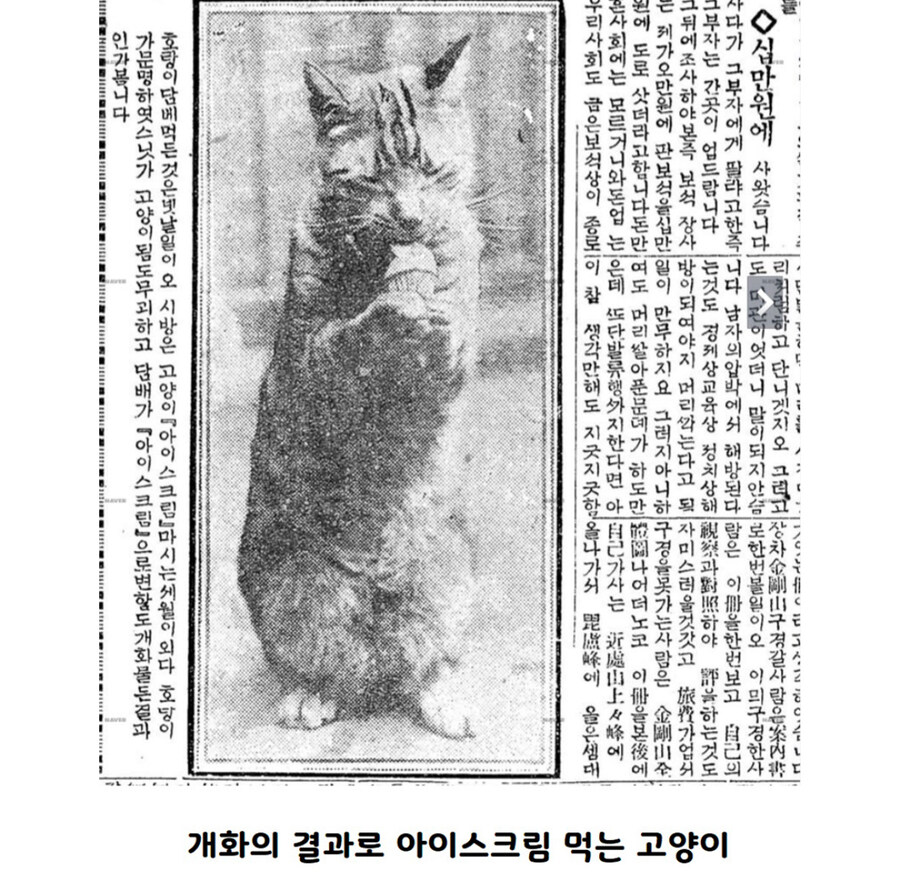 옛날 신문 고양이_2.jpg