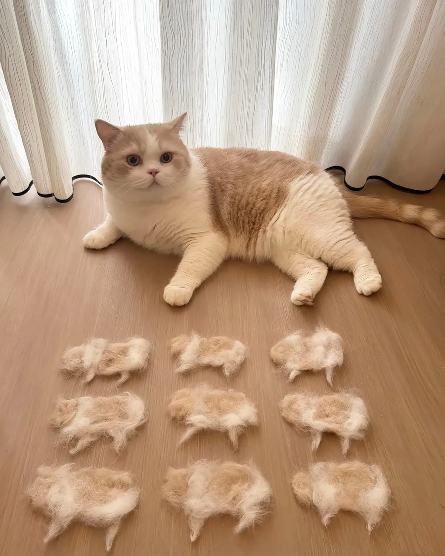 고양이로 만든 고양이..._1.webp