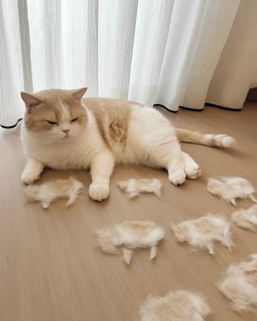고양이로 만든 고양이..._2.webp