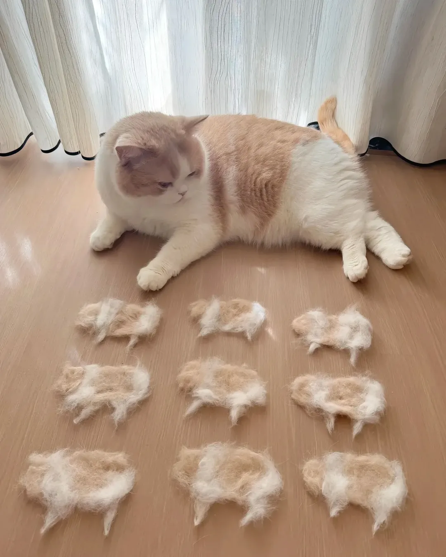 고양이로 만든 고양이..._3.webp