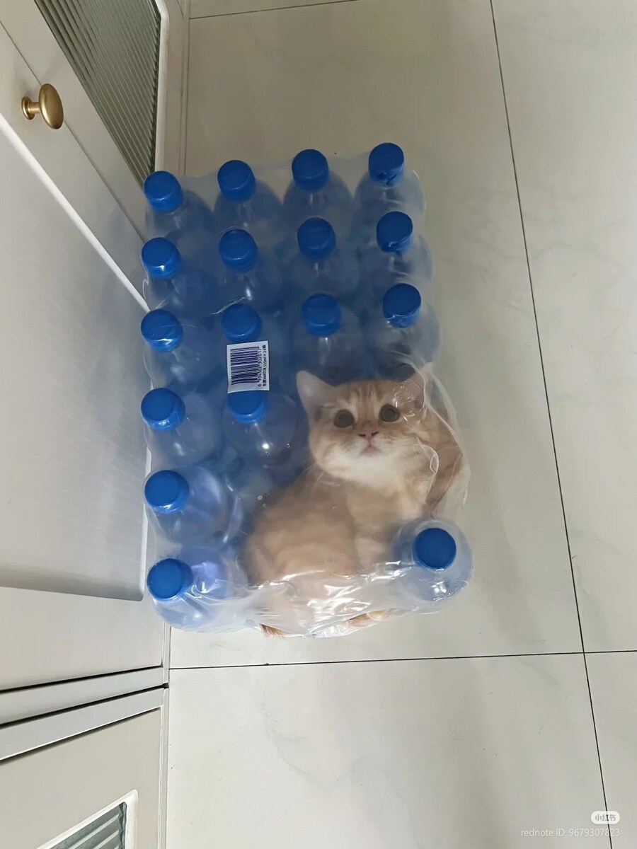 생수를 참 좋아하는 고양이_2.jpg