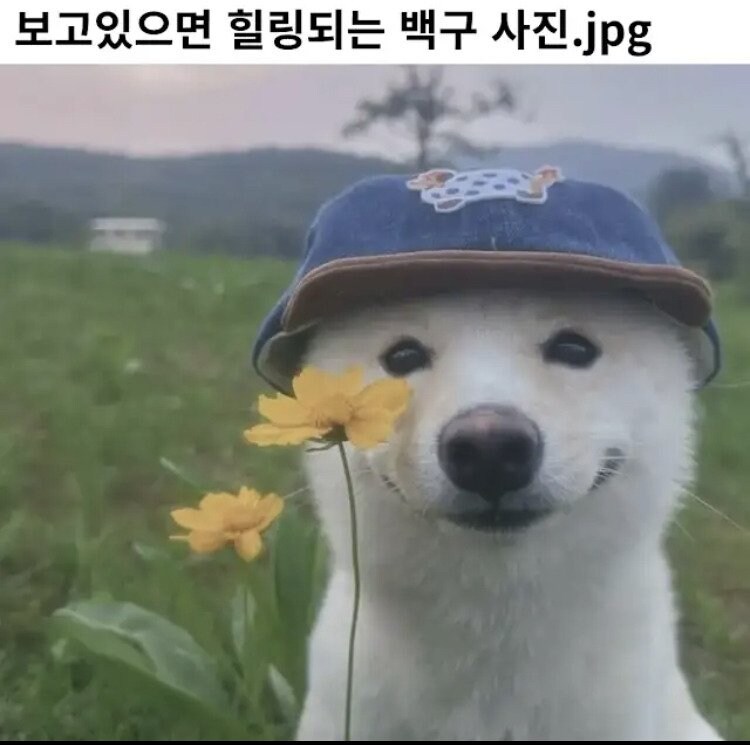 힐링되는 개 사진.jpg_1.jpg